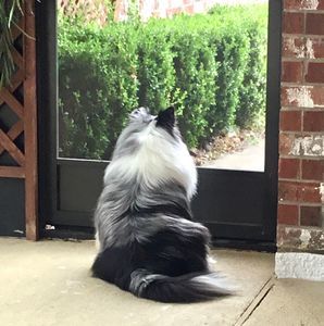 Meet your Posher, Pauly